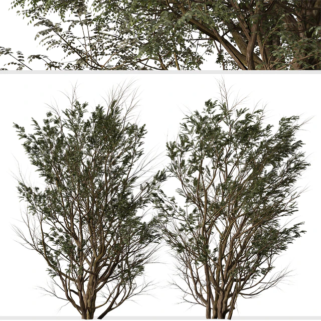 Set of Ghaf Tree (Prosopis cineraria) (2 Trees) — Descargar