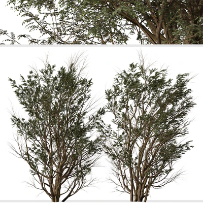Set of Ghaf Tree (Prosopis cineraria) (2 Trees) — Ver 3