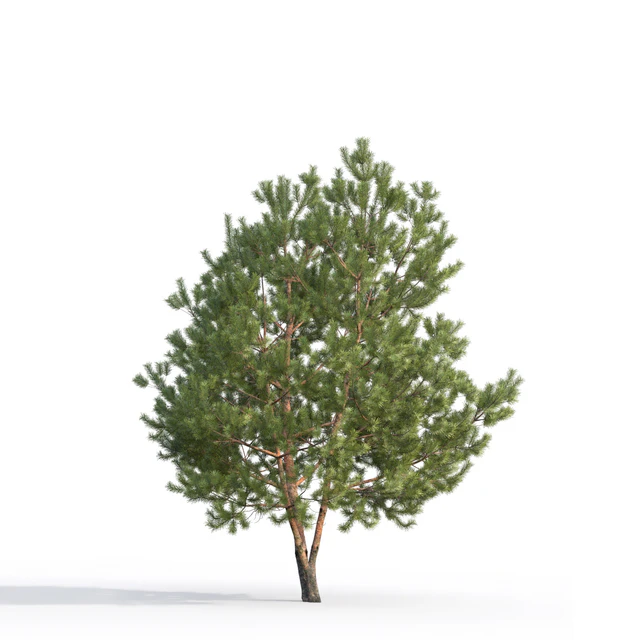Pine — Descargar