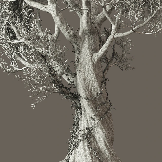 Olive Tree With Vines — Descargar