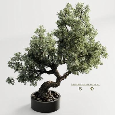 Household olive plant 03 — Вид 2