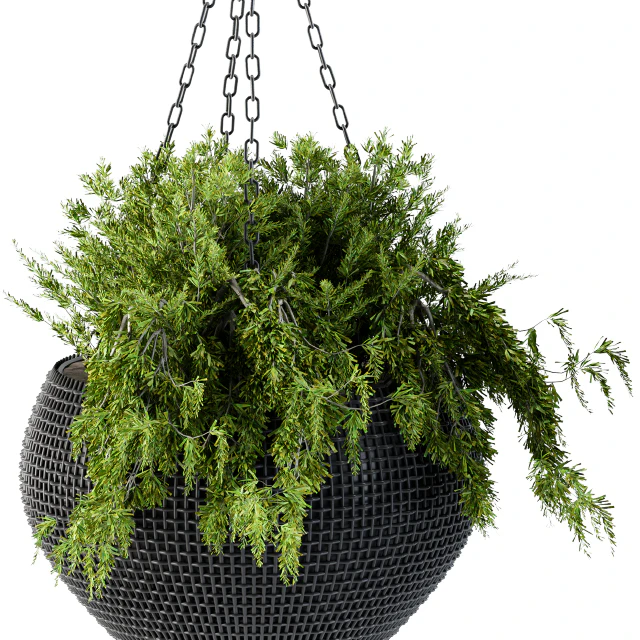 Hanging Plant in Black Pot — Скачать