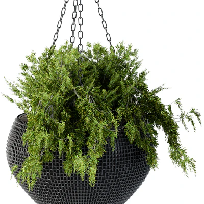 Hanging Plant in Black Pot — Вид 4