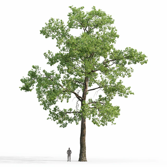 Oak — Descargar