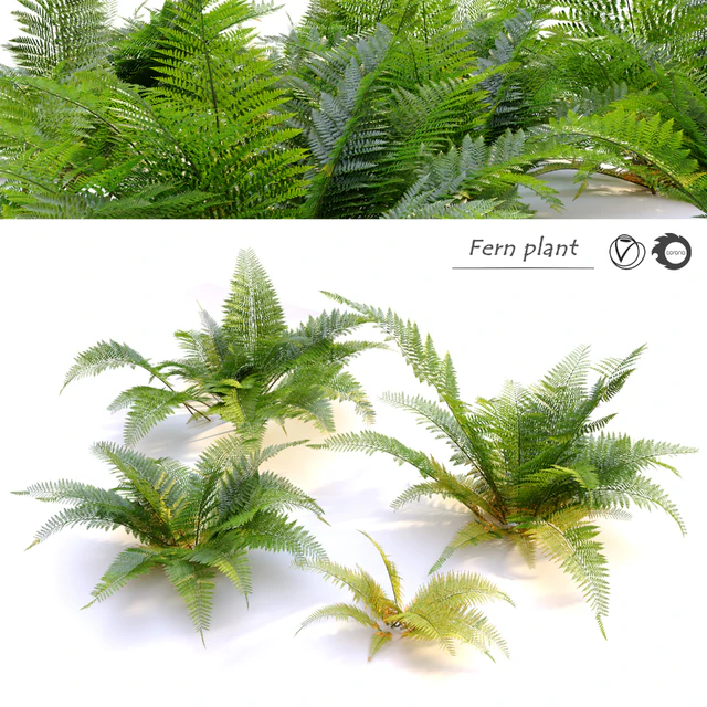 Fern plant — Descargar
