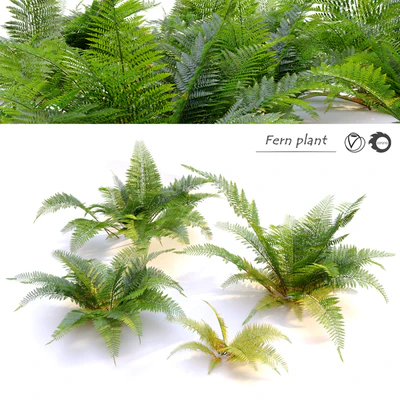 Fern plant — Ver 1
