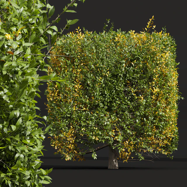 New Plant Ligustrum Quihoui Privet Pruned Box — Descargar