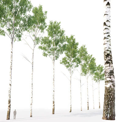 Birch forest part 1 — Вид 3