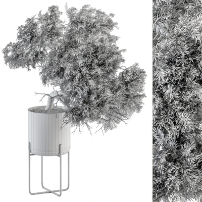 indoor Plant Set 345 - Tree in Black pot — Вид 2