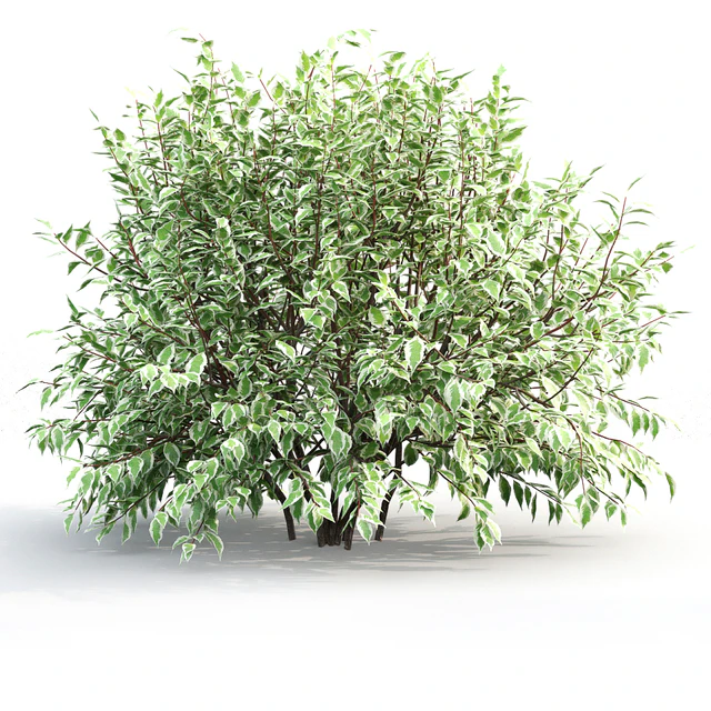 Derain White Elegantissima # 1 — Descargar