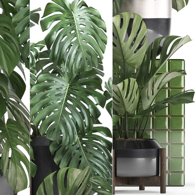 Plant collection 351. Monstera, Set, monstera, pot, flowerpot, indoor plants, luxury, set, eco design, bushes, thickets, leaves — Ver 2