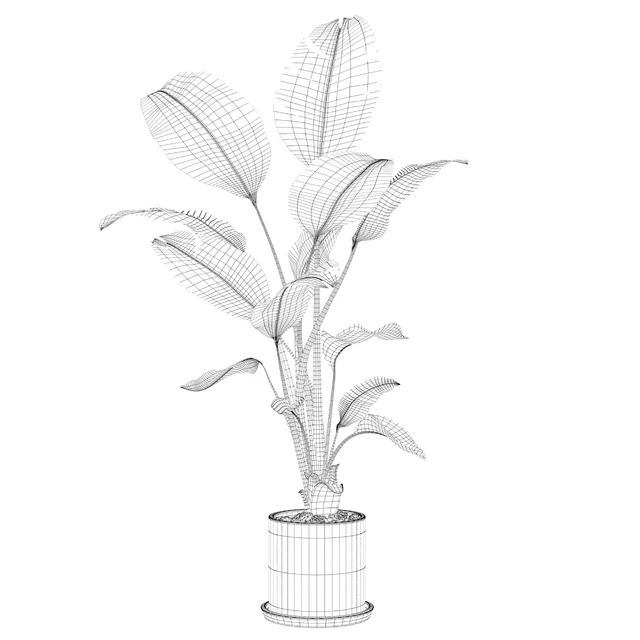Plants collection 093 - strelitzia — Descargar