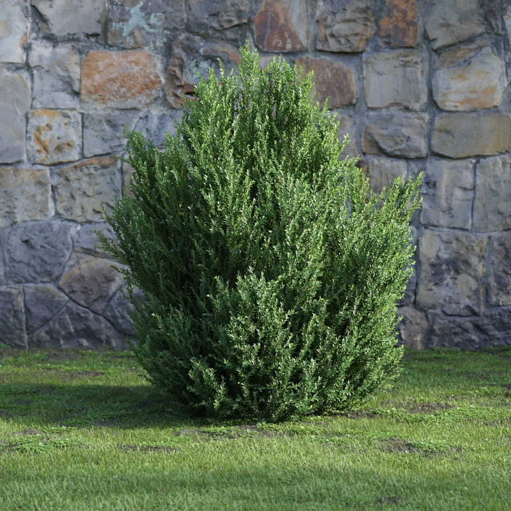 plants and bushes 027 — Descargar