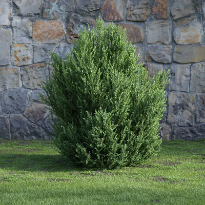 plants and bushes 027 — Descargar