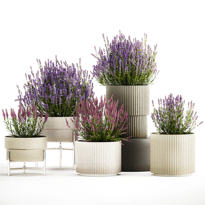 Wildflower bushes in outdoor flowerpots from lavender, catnip, sage, Plant Collection 1193 — Ver 4