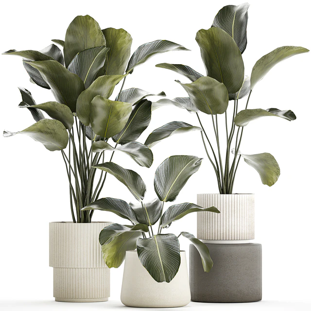 Exotic bush plants in a flower pot Calathea lutea, Strelitzia. set of plants 1317 — Descargar