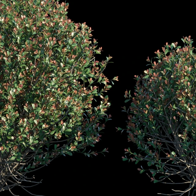 Ilex Crenata round bush — Скачать