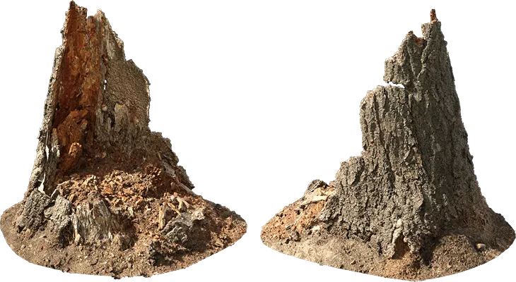 rotten tree stump 005 — Descargar