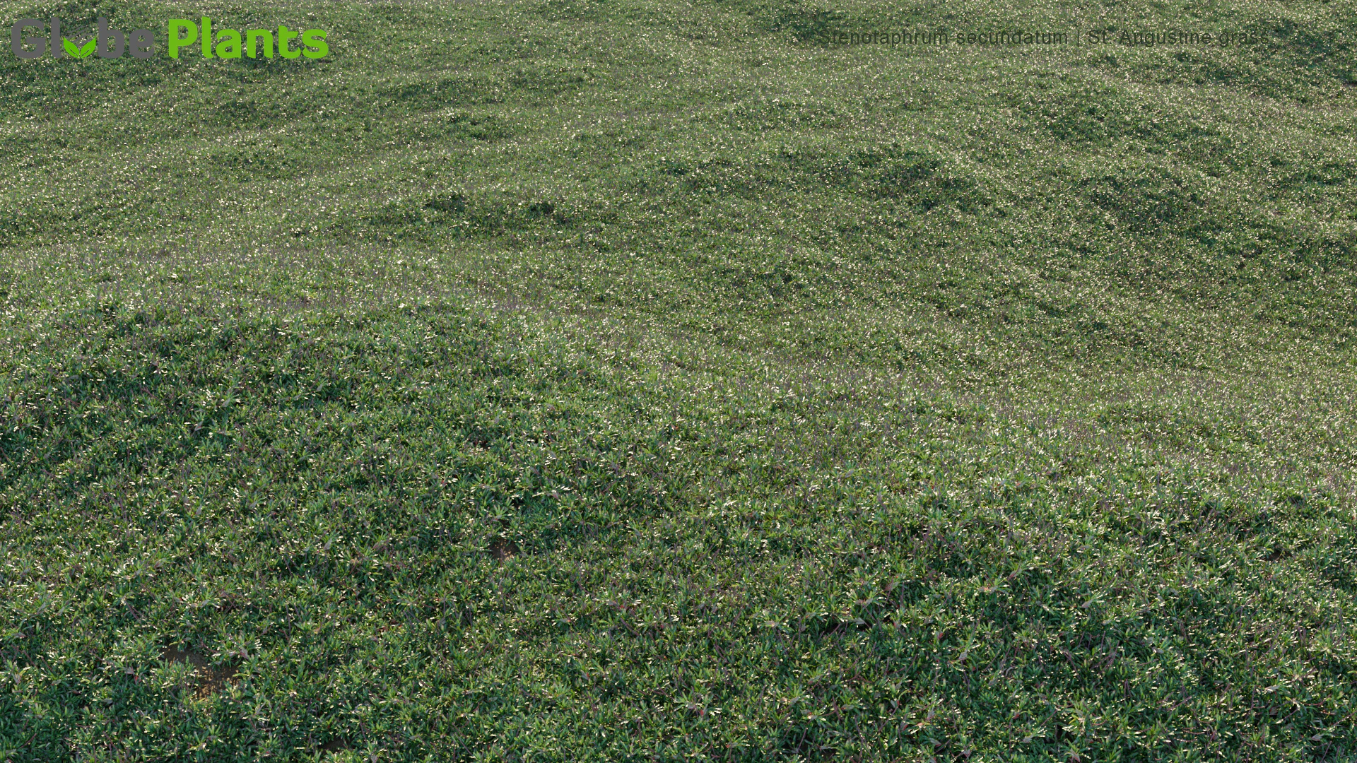 stenotaphrum secundatum — Скачать