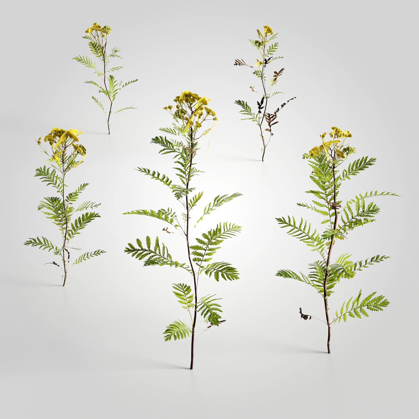 low poly plants 012 — Скачать