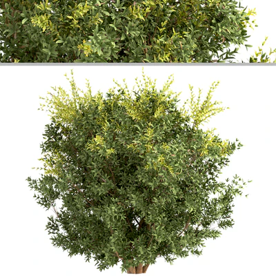 Set of Berberis julianae Shrubs (Wintergreen barberry) (3 Shrubs) — Вид 2