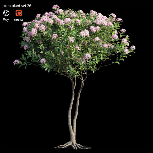 Ixora plant set 26 — Descargar