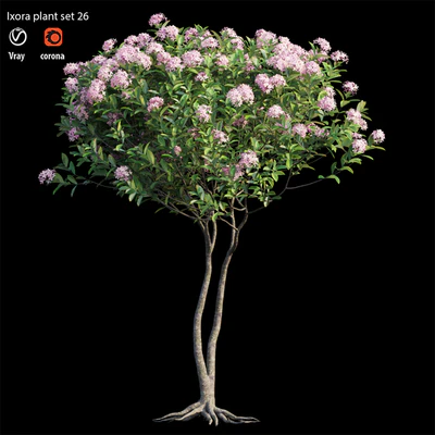 Ixora plant set 26 — Ver 2