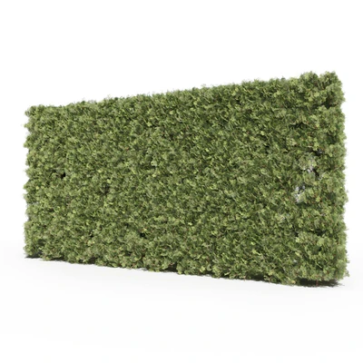 Thuja # 3 (Thuja # 3) — Ver 1