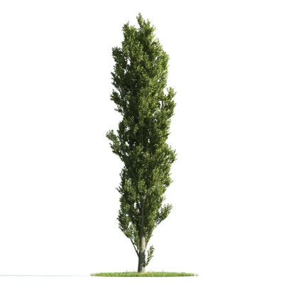 trees 026 — Descargar