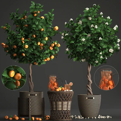 Plant collection 267. Citrus mandarin, Flowering tree, tangerine, fruit, rattan table, basket, Lemonade, carafe, cocktail, outdoor, landscaping, natural decor, eco, lemonade — Ver 1