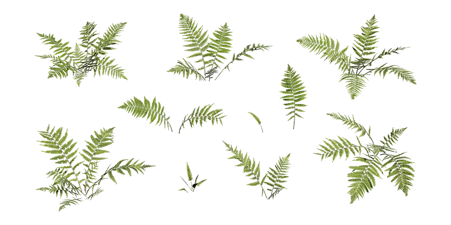 silvery glade fern 001 — Descargar
