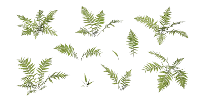 silvery glade fern 001 — Descargar
