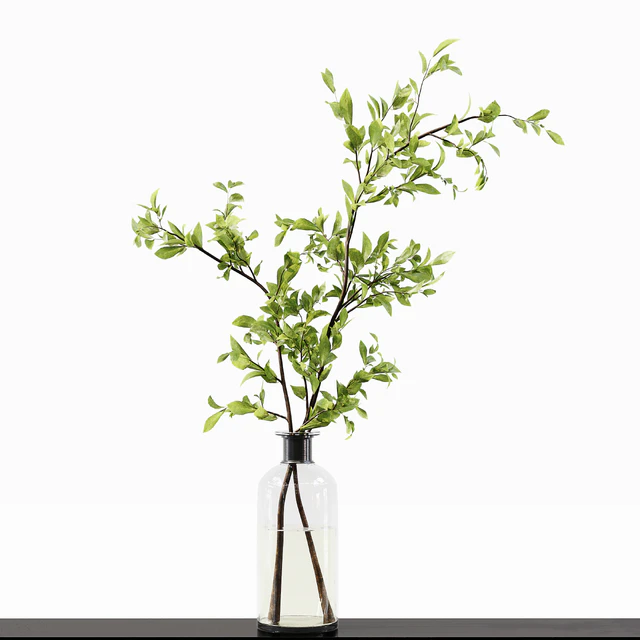 Collection Indoor Plants 015 — Descargar