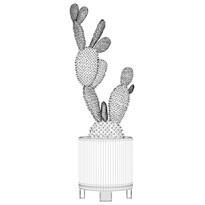 Opuntia microdasys 01 — Вид 3