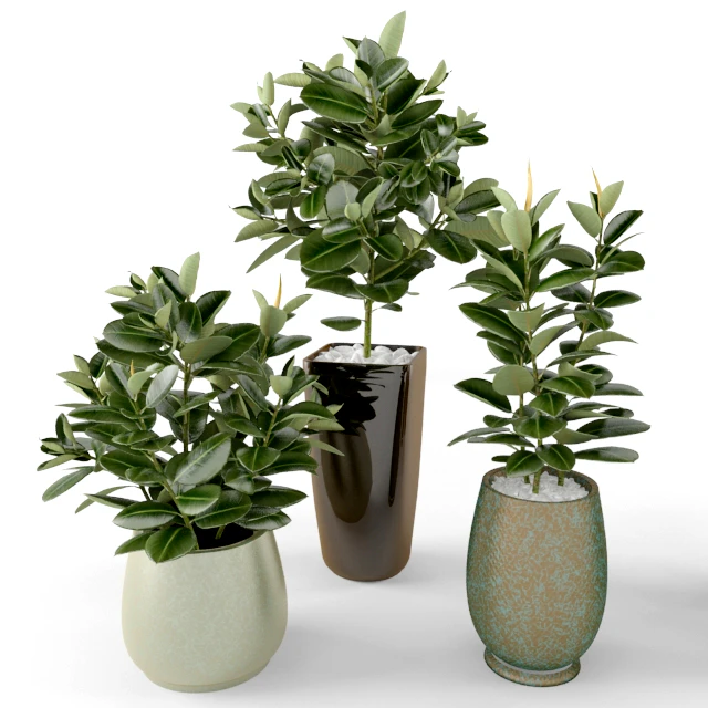 Ficus Ficus — Descargar