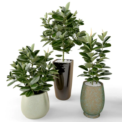 Ficus Ficus — Ver 1