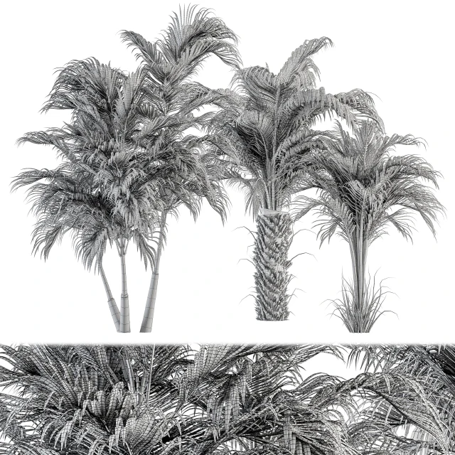 Three Type Palm Tree - Tree Set 55 — Descargar