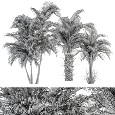 Three Type Palm Tree - Tree Set 55 — Ver 2