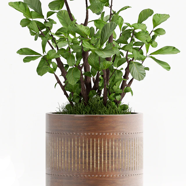 PLANT - 71 — Descargar