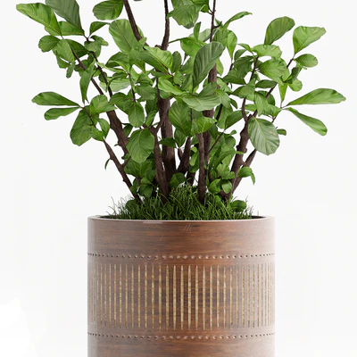 PLANT - 71 — Ver 2