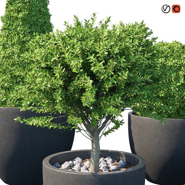 Street bushes in pots IV — Descargar