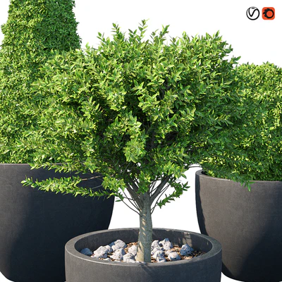 Street bushes in pots IV — Ver 2