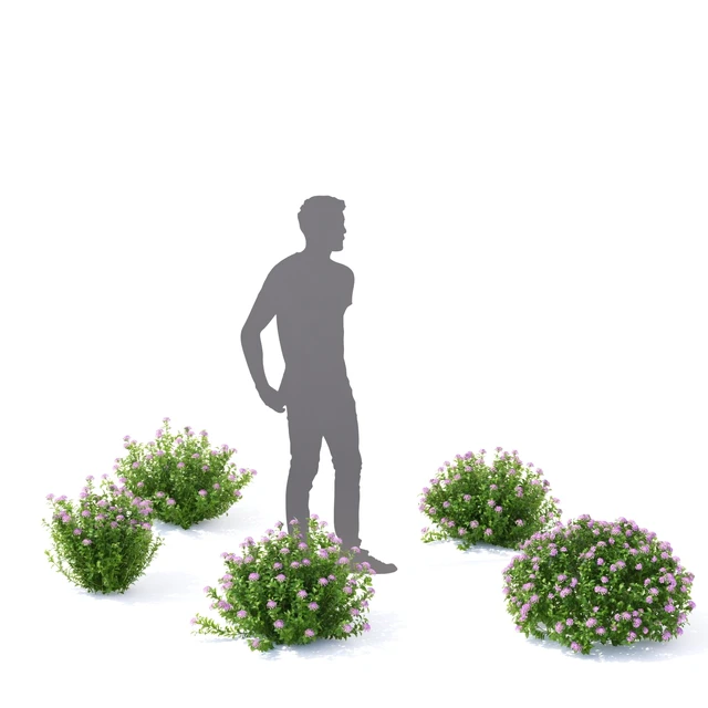 Спирея японская кусты | Spiraea japonica Little Princess — Скачать