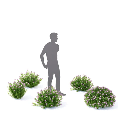 Спирея японская кусты | Spiraea japonica Little Princess — Вид 3