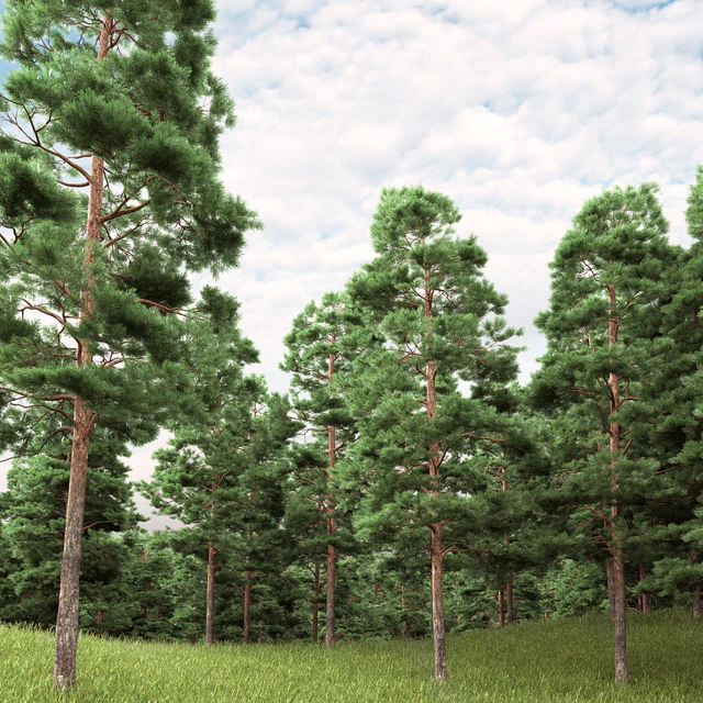 Pine — Скачать