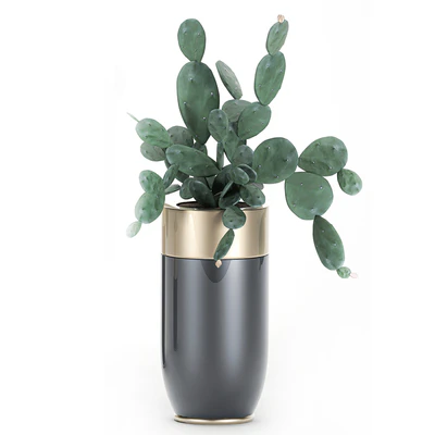 Collection of plants in beautiful Godwin Longhi pots with Palm, Cactus, Calathea lutea, Hovea, Prickly pear . Set 704. — Ver 3