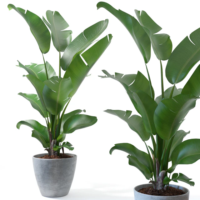 Set of plants 10 — Descargar