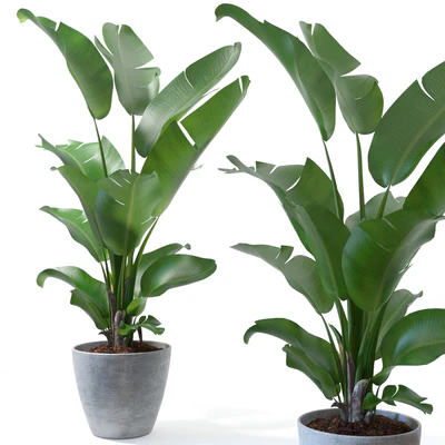 Set of plants 10 — Ver 3