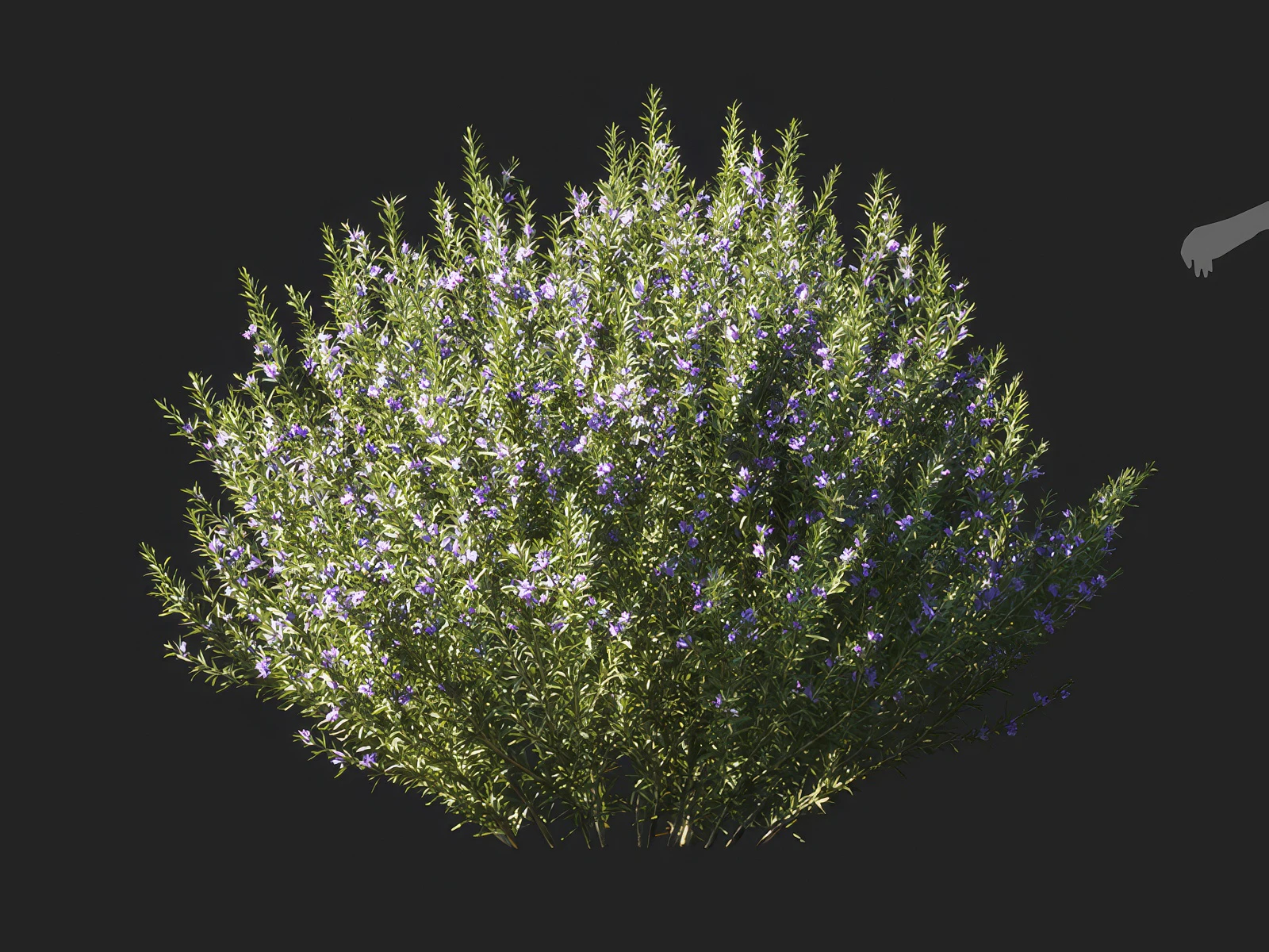 salvia rosmarinus 003 — Скачать