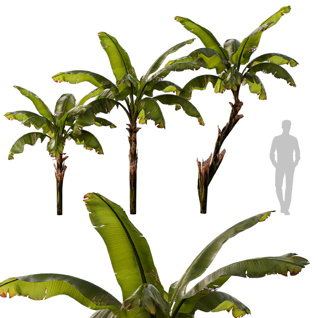 banana palm — Descargar